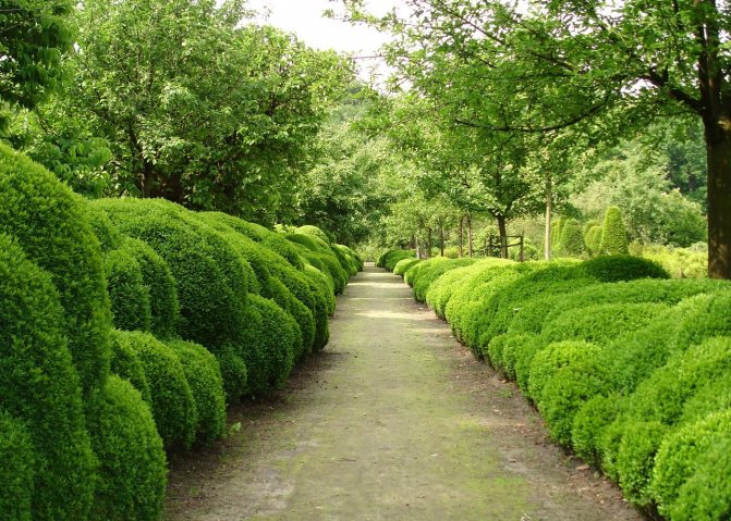 Boxwood is a popular hedge plant