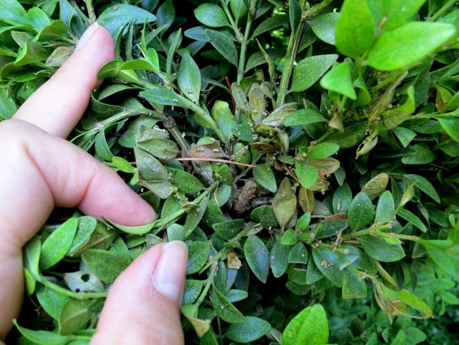 Boxwood affected by aphids can dry out quickly.