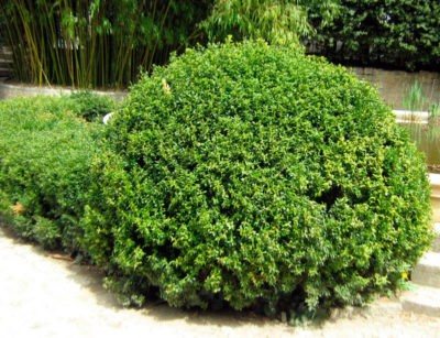 Diseases and pests of boxwood: description and methods of dealing with them