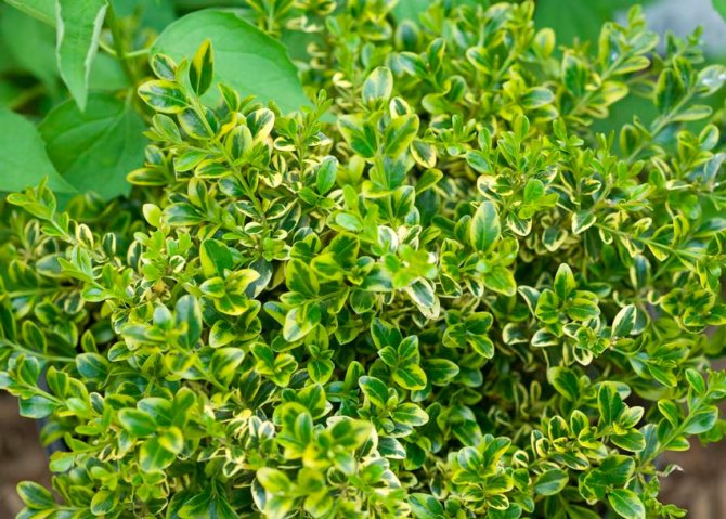 Diseases and pests of boxwood: description and methods of dealing with them