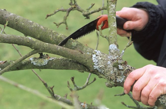 Tree and shrub pruning tool: pruner, saw, delimber