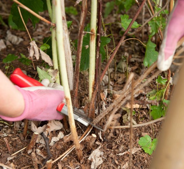 Leikkaa sivuvarret juurelle ja peitä sitten kuivalla maaperällä