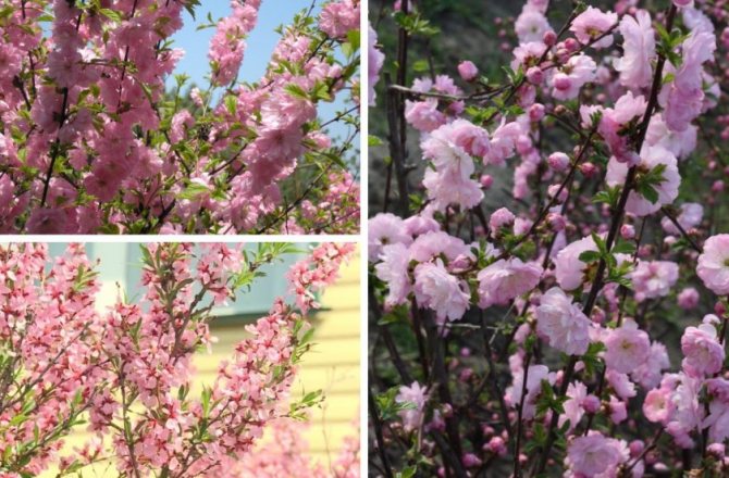 Almonds pink foam, planting and care, methods of propagation, are the fruits edible