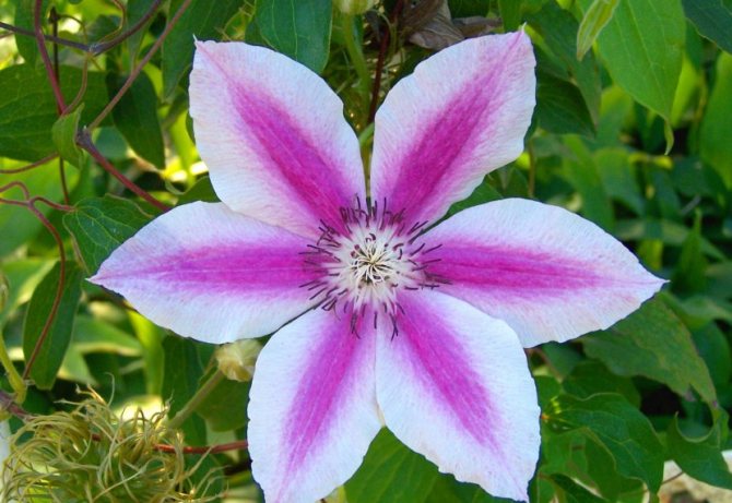 Whole-leaved clematis (integrifolia), Texas, Tangut, Manchurian. Spring 2020