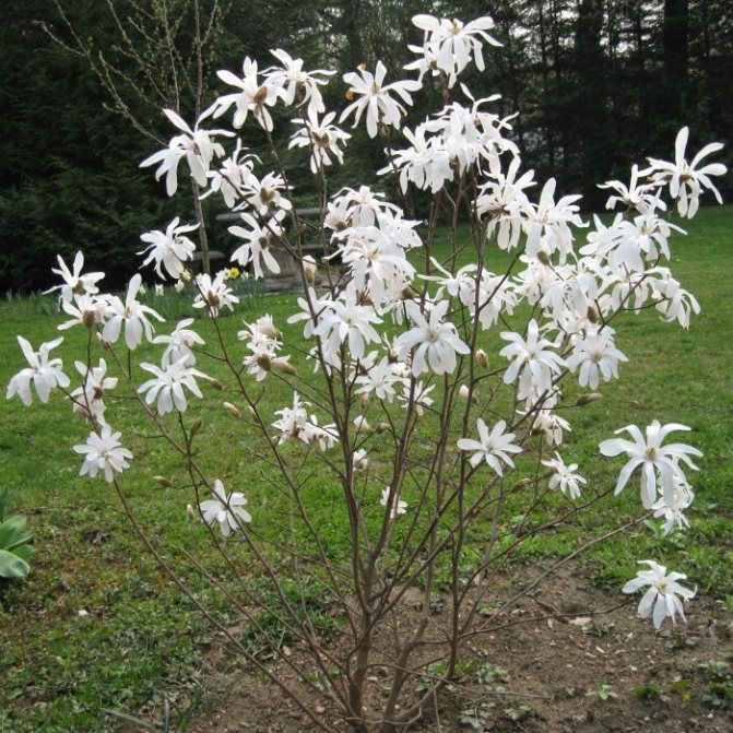 Magnolia stellata Rosea С12 l (80-100 cm) - F-000905