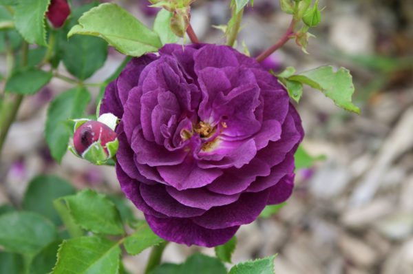 Мини-роза Пурпл (Purple)