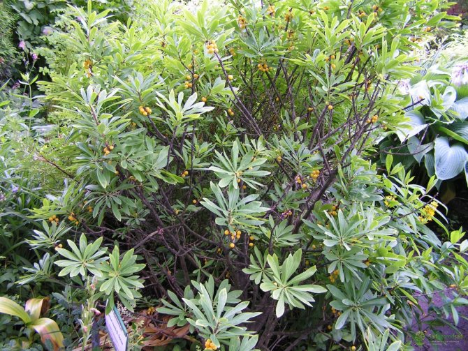 Wolf's bast: what a poisonous plant looks like and first aid for poisoning