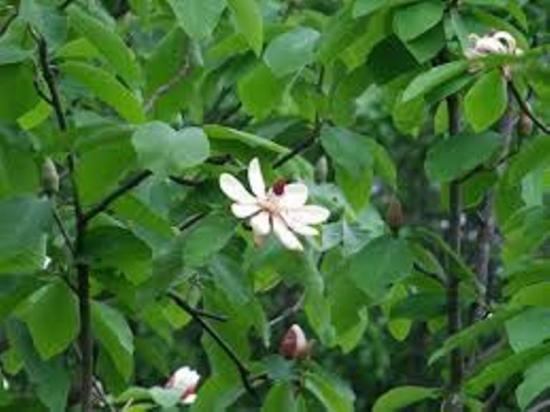 Magnolia is obovate. Northernmost magnolia