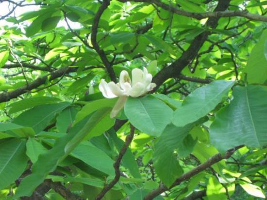 Magnolia is obovate. Northernmost magnolia
