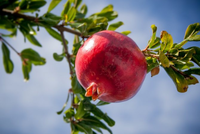 growing pomegranate