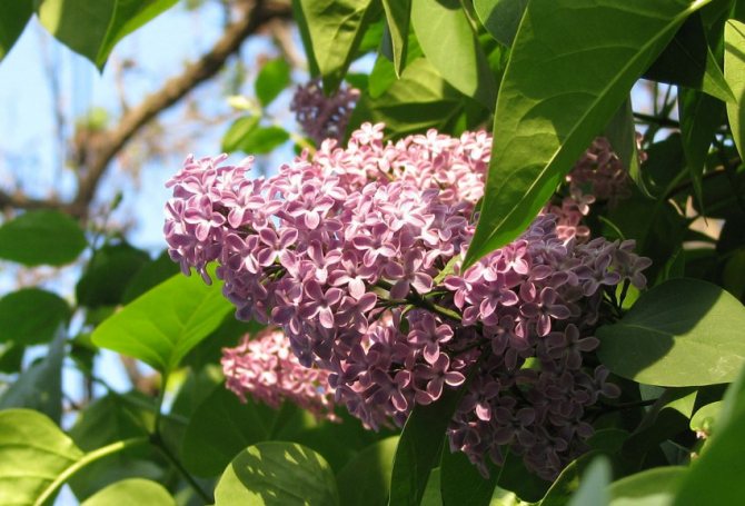 When lilacs of different varieties bloom: how to distill a plant in winter?