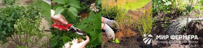 How to care for lilacs