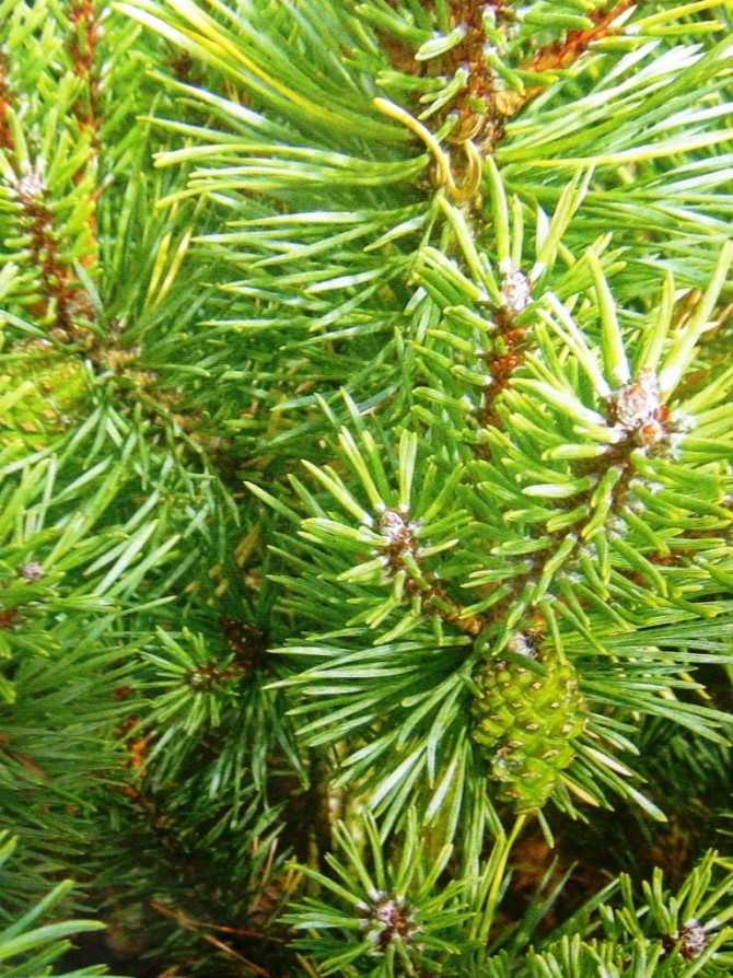 Description of small-flowered pine Negishi, its planting and care