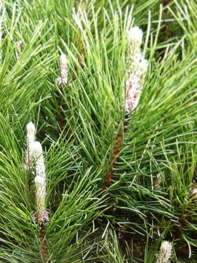 Description of small-flowered pine Negishi, its planting and care