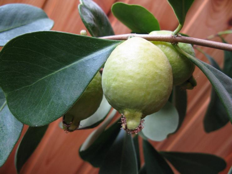 Psidium or guava (Psídium). Growing at home.