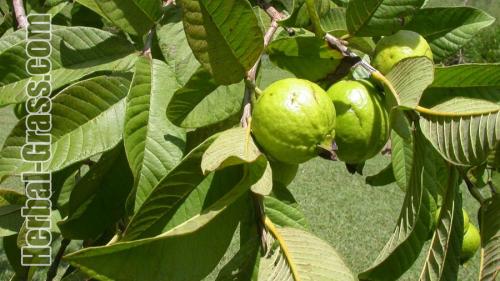 Guava pear-shaped. Guava (guava)