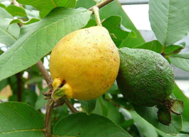 Psidium or guava (Psídium). Growing at home.