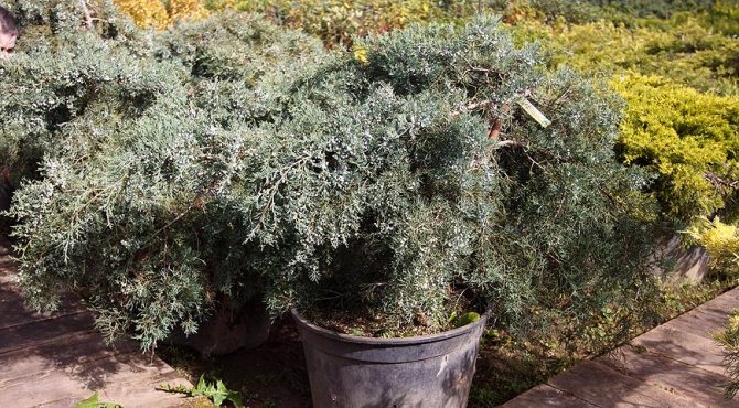 Alkuperäinen pensas - kiinalainen kataja: miten hoitaa efedroja ja lajikkeita