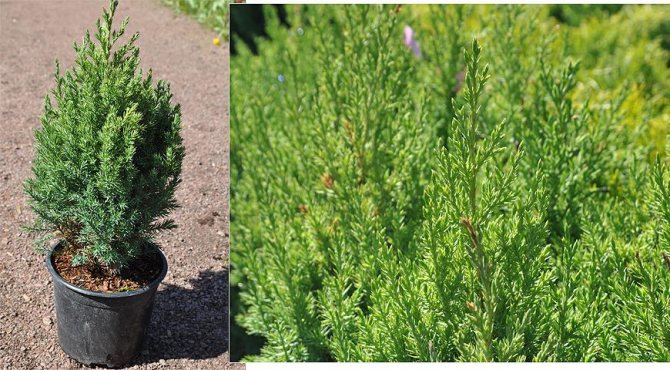 Original shrub - Chinese juniper: how to care and varietal variety of ephedra
