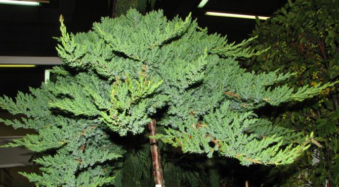 Alkuperäinen pensas - kiinalainen kataja: miten hoitaa efedroja ja lajikkeita