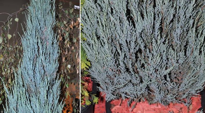 Original shrub - Chinese juniper: how to care and varietal variety of ephedra