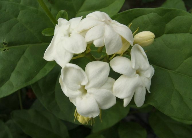 Jasmine orleans neito