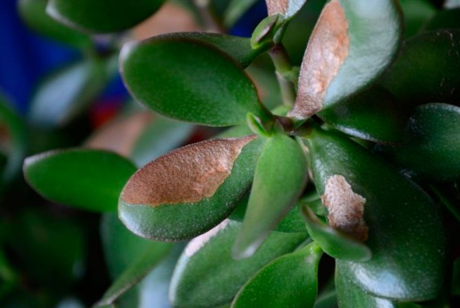 Crassula: description of types and recommendations for home care