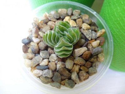 Crassula: description of types and recommendations for home care