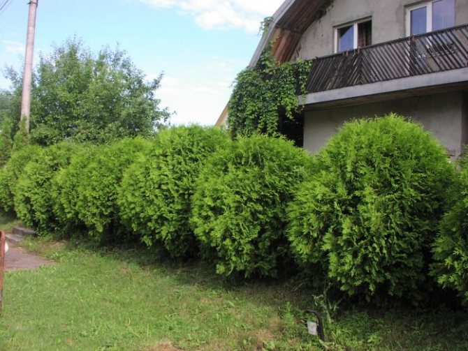 When to plant thuja and how to properly care for the plant?