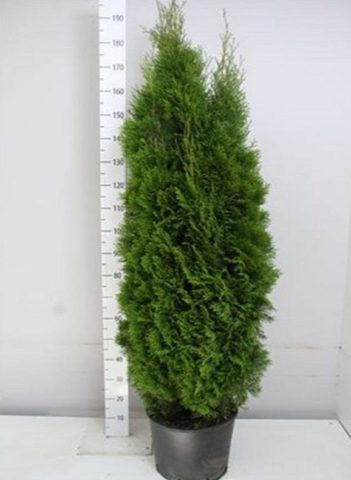 When to plant thuja and how to properly care for the plant?
