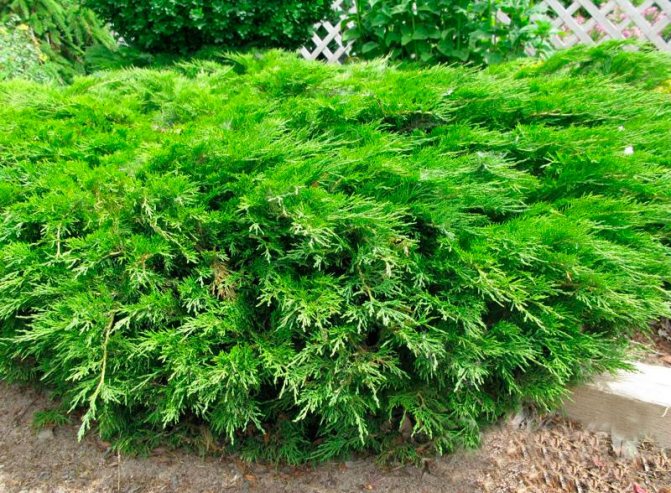 Common juniper - from planting to pruning