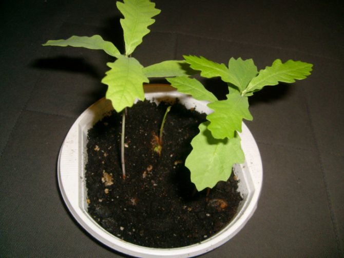 Oak seedlings for planting