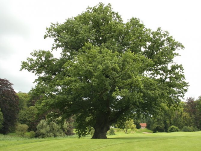 Mature oak