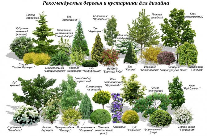 Деревья и кустарники в ландшафтном дизайне