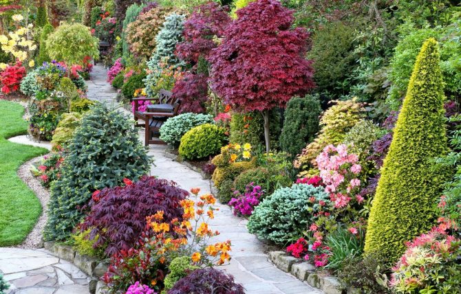 Shrubs and trees in landscape design