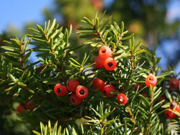 Red berries on a coniferous bush.
