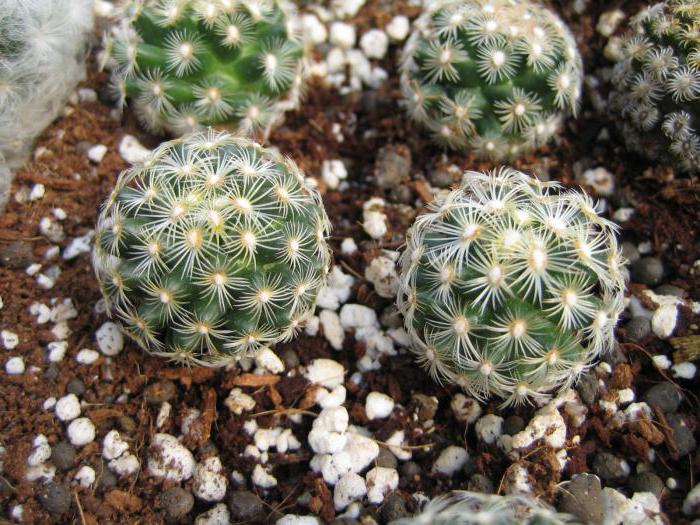 What soil is needed for cacti: requirements and composition of the soil. How to make a substrate yourself?