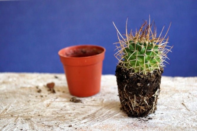 What soil is needed for cacti: requirements and composition of the soil. How to make a substrate yourself?