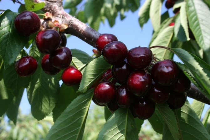 Sweet cherry - varieties for the Moscow region with photos and descriptions