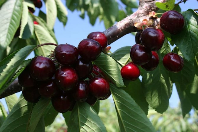 Sweet cherry - varieties for the Moscow region with photos and descriptions