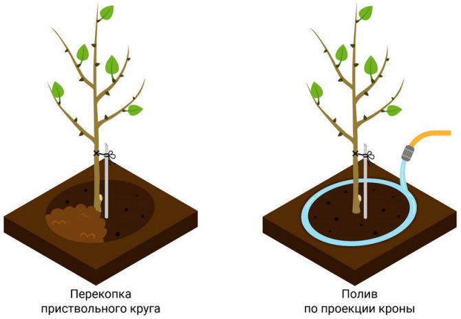 Watering scheme for fruit trees