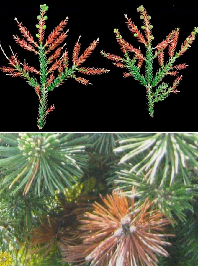 Diseases and pests of conifers: treatment and treatment