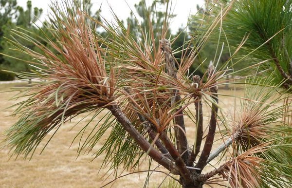 Diseases and pests of conifers: treatment and treatment