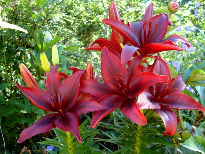 Многие сорта и виды лилий отлично растут и обильно цветут на клумбах в саду и палисаднике на даче