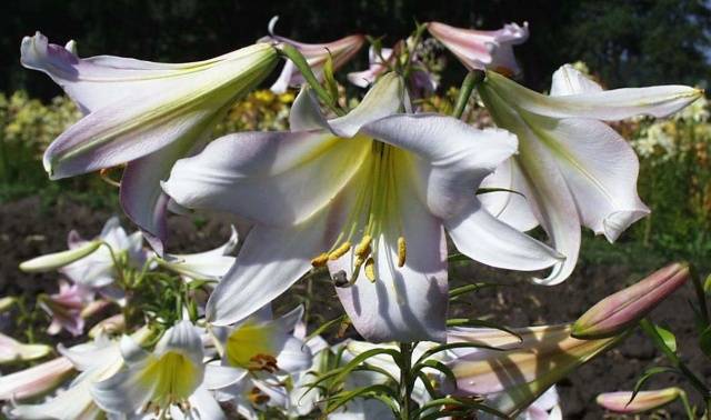 Different varieties and species of Lilium have different resistance to diseases and damage by pests, therefore, plant inspections should be carried out systematically and, if the first signs of damage are found, treatment should be carried out.