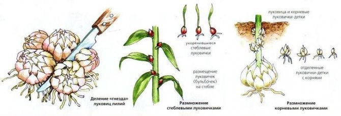 For the purpose of reproduction of lilies in a backyard floriculture, several methods can be used.