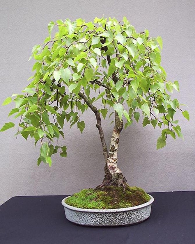 Indoor privet - growing and care, Bonsai with photos and videos