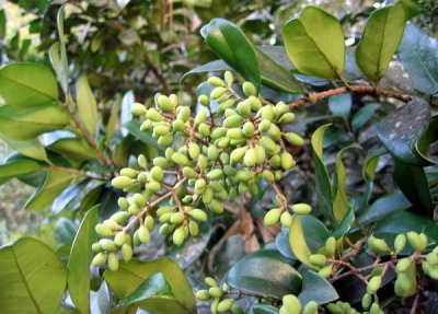 Indoor privet - growing and care, Bonsai with photos and videos