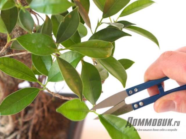 Kuinka leikata bonsai oikein