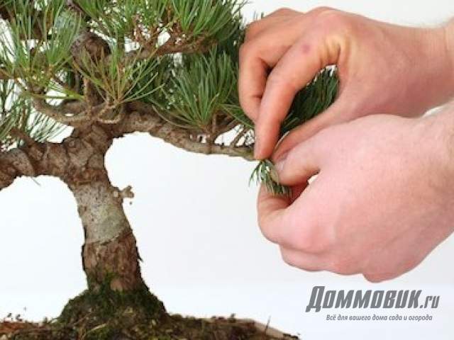 Kuinka leikata bonsai oikein